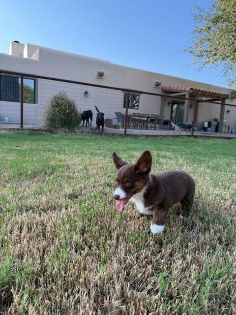 Fudge, a chocolate corgi puppy, in the backyard of her new home in the San Francisco Bay Area — photo from her family