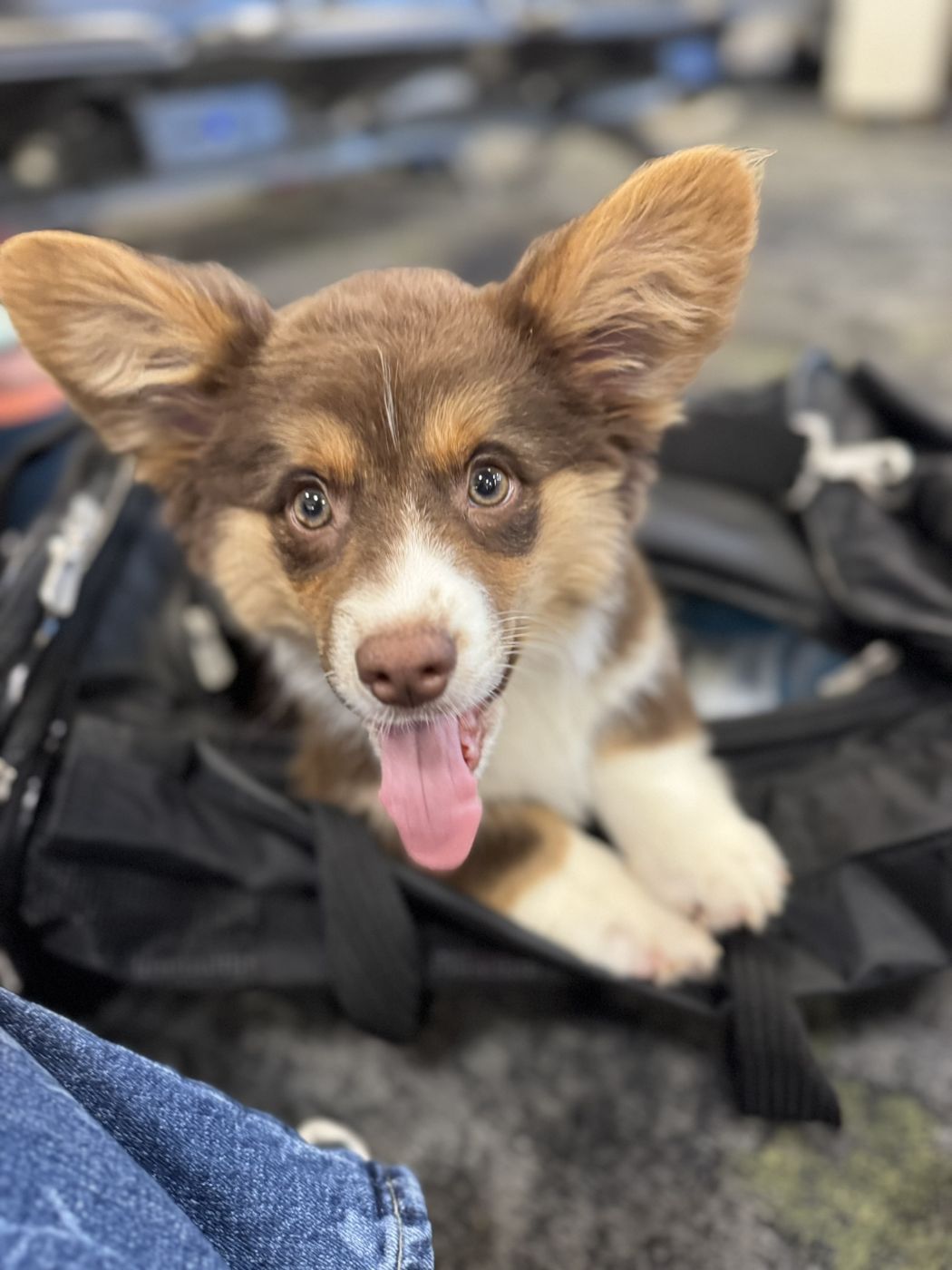 Hershey, a chocolate American Corgi puppy from Counting By Corgis, poking out of his in-cabin airline carrier at the airport gate on his way to Irvine, California