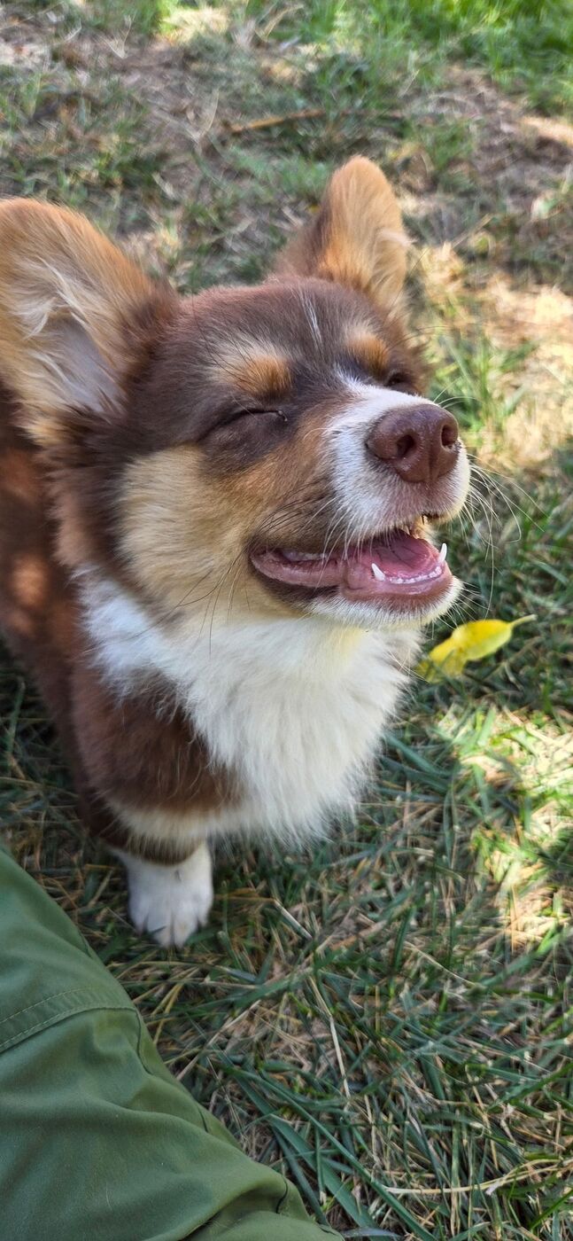 Hershey, a chocolate American Corgi puppy, playing in the grass at his new home in Irvine, California — photo from his family