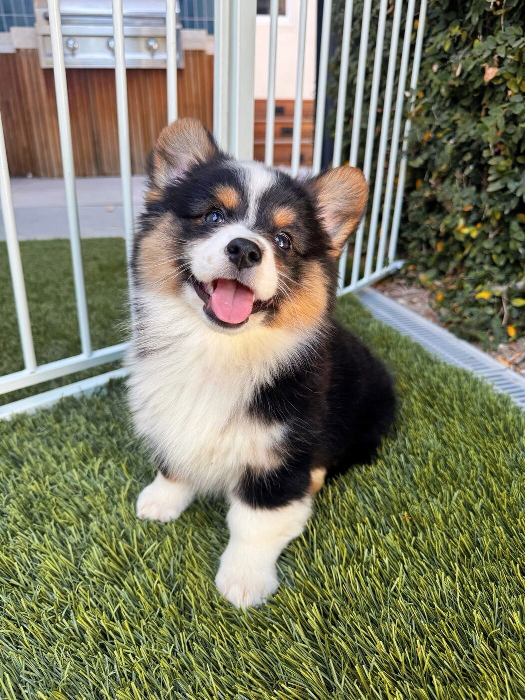 Pixie (now Kaia), a black tri-color corgi puppy, in her new backyard in Los Angeles — photo from her family