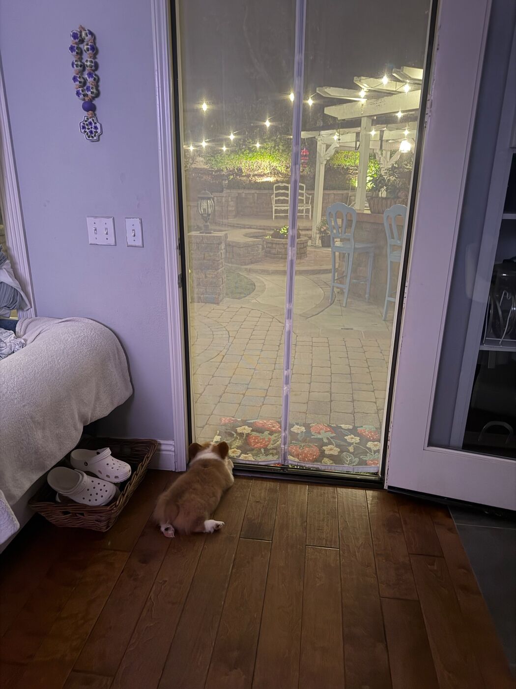 Peter, a fluffy sable Pembroke Welsh Corgi puppy, in the doorway of his new home in Irvine, California — photo from his family