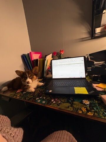 Truffle the corgi puppy lying on a desk next to a laptop, supervising a work-from-home day in San Francisco