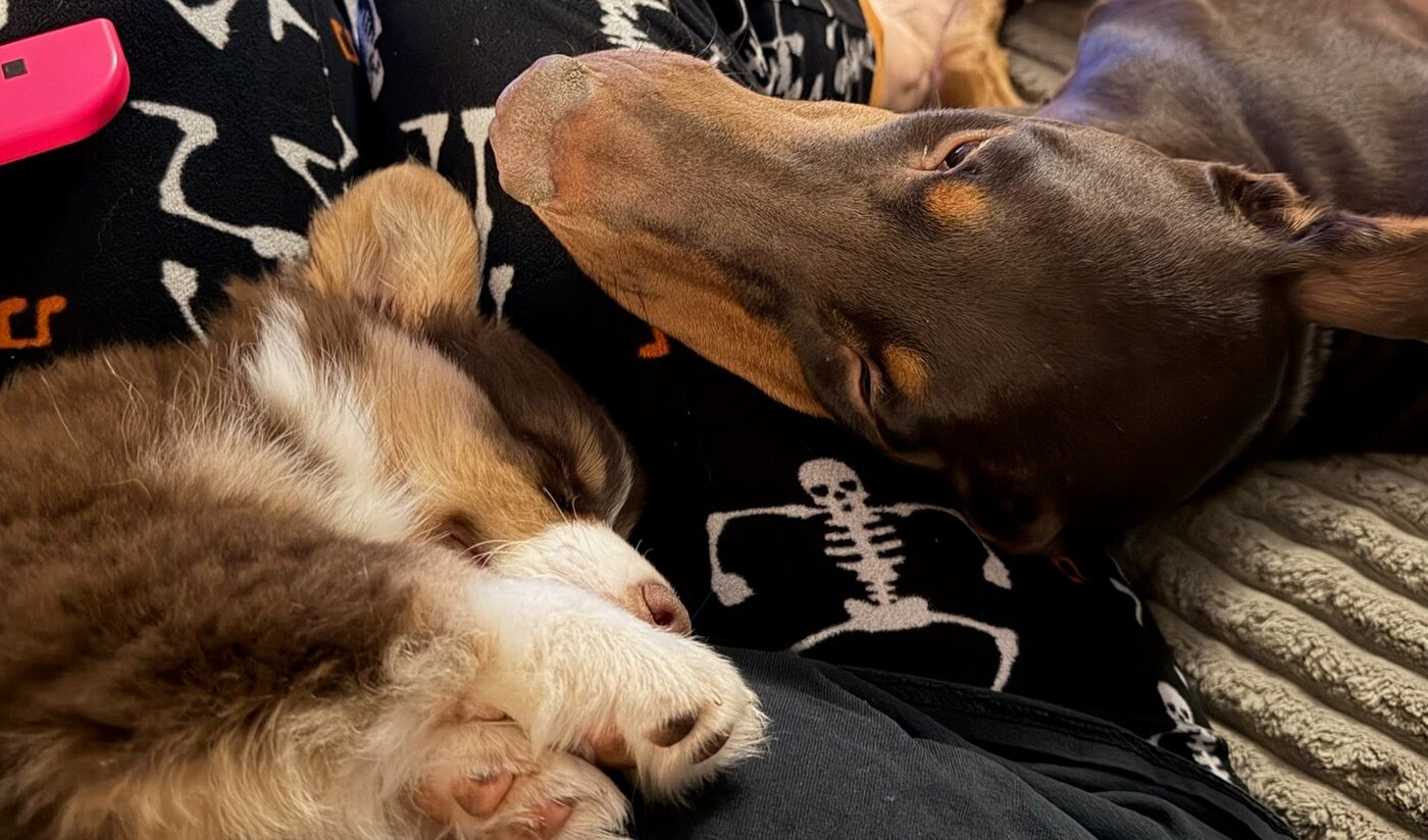 Truffle, a chocolate corgi puppy, asleep against her family's Doberman at home in San Francisco — photo from her family