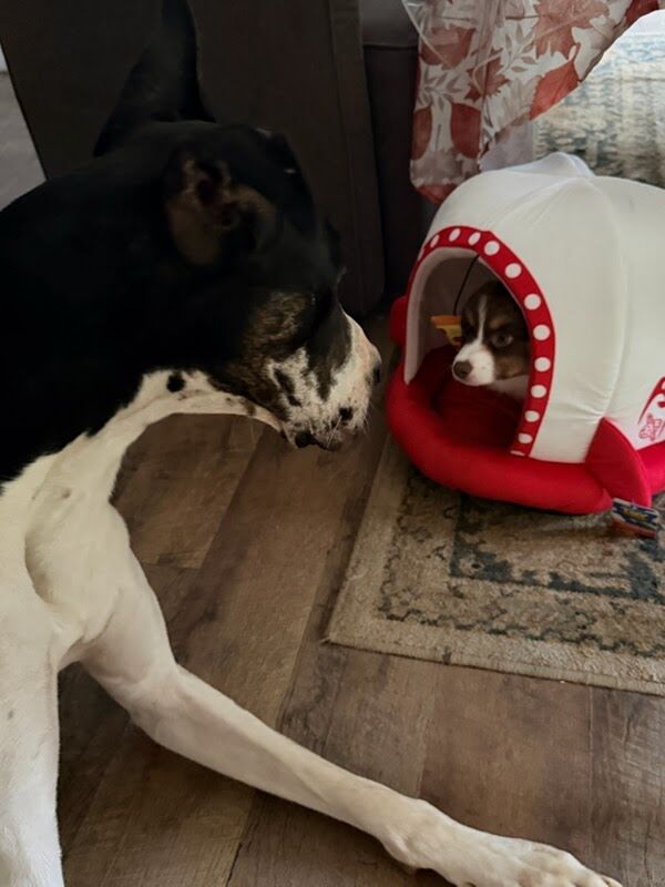 Truffle the corgi puppy tucked into a small dog bed while the family's Doberman keeps watch