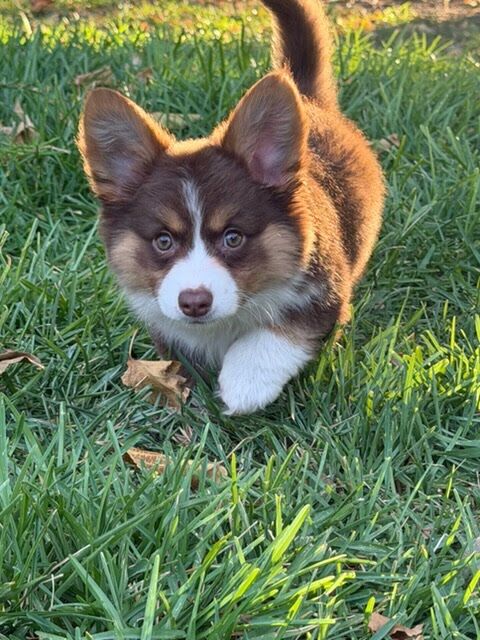 Truffle, a chocolate corgi puppy from Counting By Corgis, trotting across a sunny Bay Area lawn