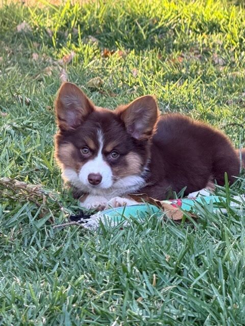 Truffle, a chocolate corgi puppy, lying in the grass in California with a toy