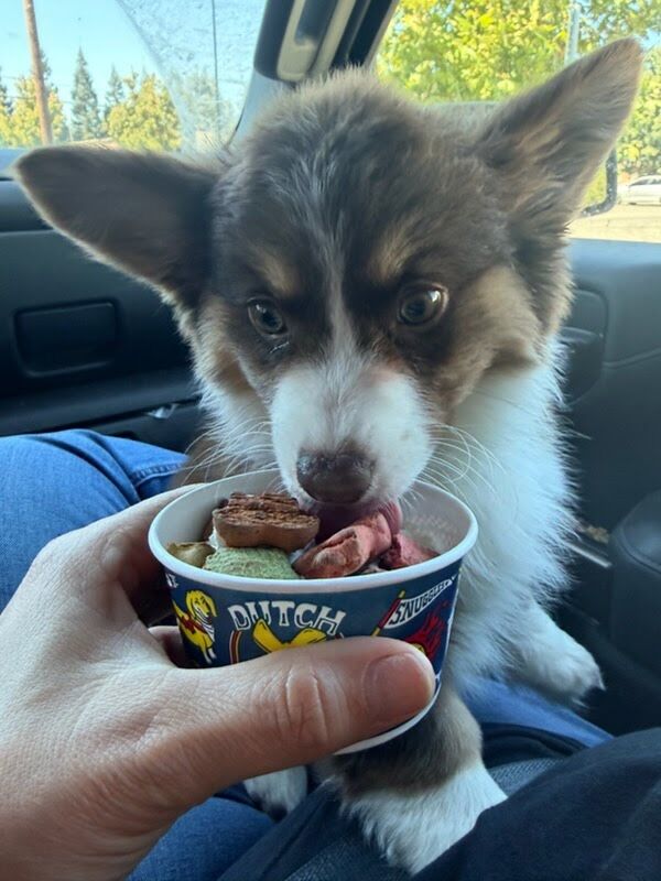 Truffle, a chocolate corgi puppy, licking a pup cup in the car in San Francisco, California