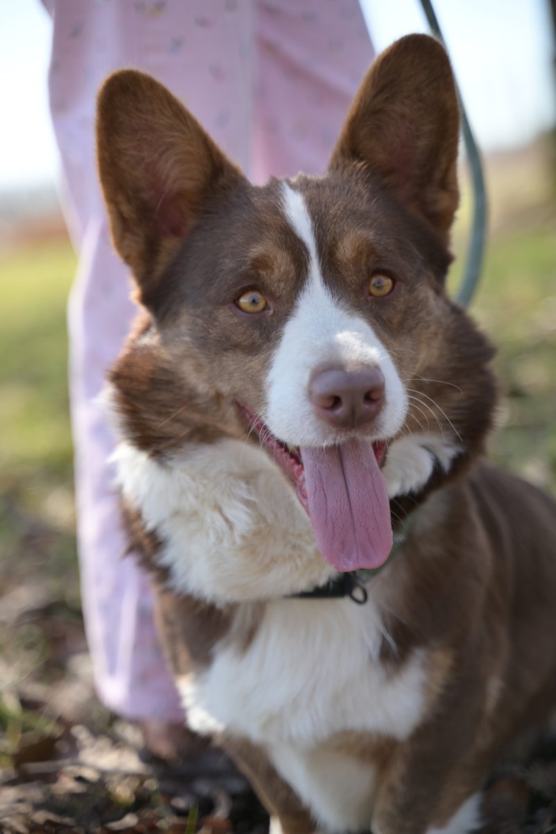 Dalton, a brown Cardigan Welsh Corgi, smiling at the camera with his tongue out