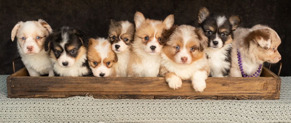 Whole litter of corgi puppies lined up in a wooden crate