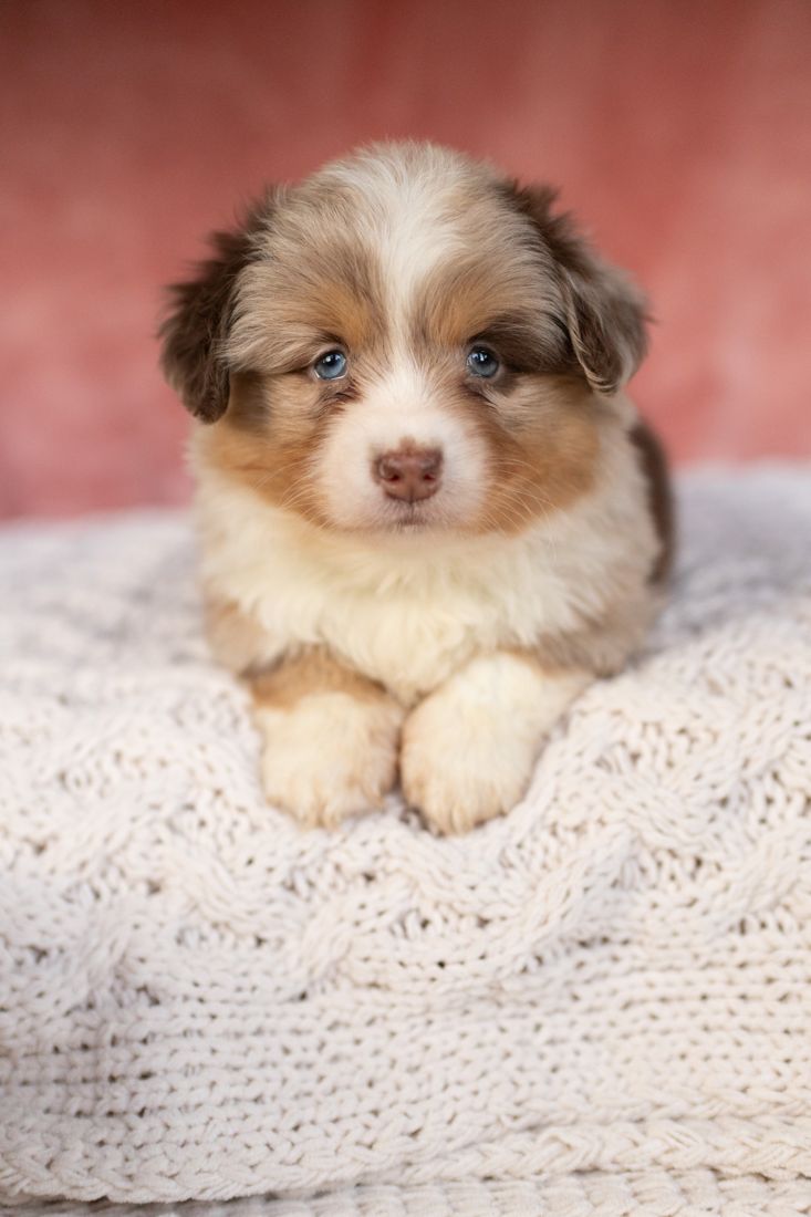 Chocolate merle American Corgi puppy with blue eyes resting on a knit blanket