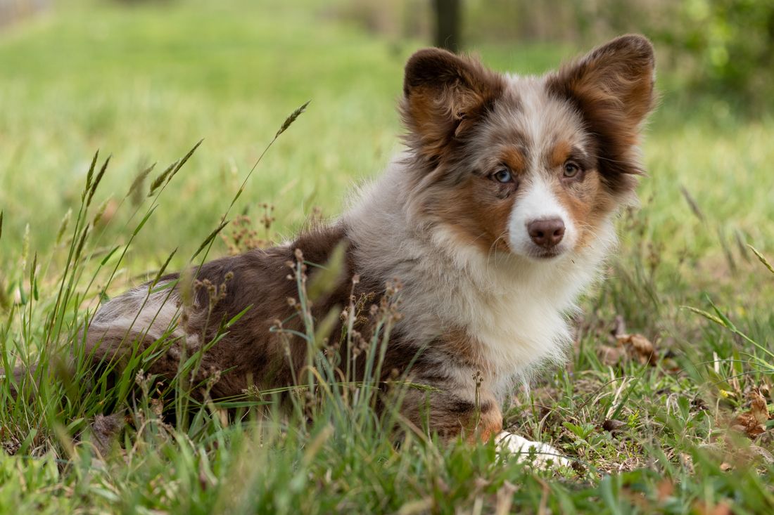 Brown merle corgi puppy sitting in green grass