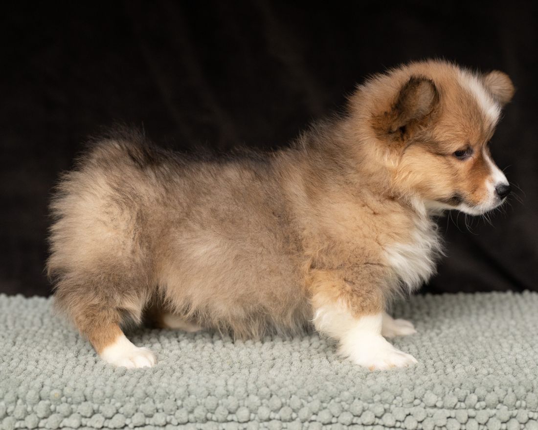 Sable fluffy corgi puppy in profile on a woven rug