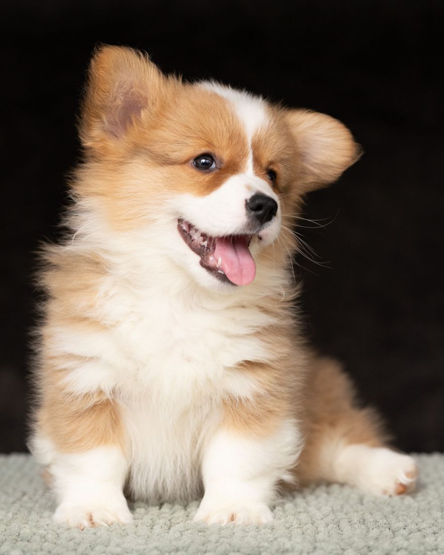 Fluffy red and white corgi puppy with a white blaze, tongue out