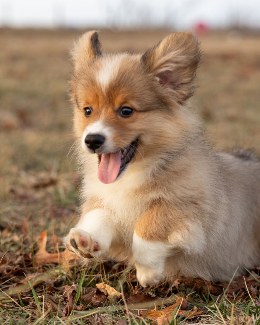 Fluffy sable corgi puppy playing in fallen leaves with tongue out