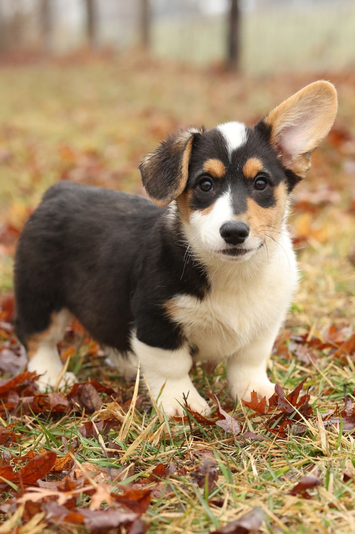 Tri color corgi puppy standing in autumn leaves