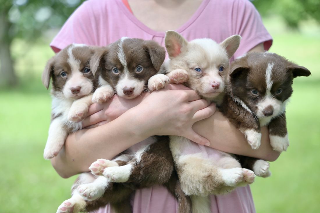 Child holding an armful of corgi puppies outdoors