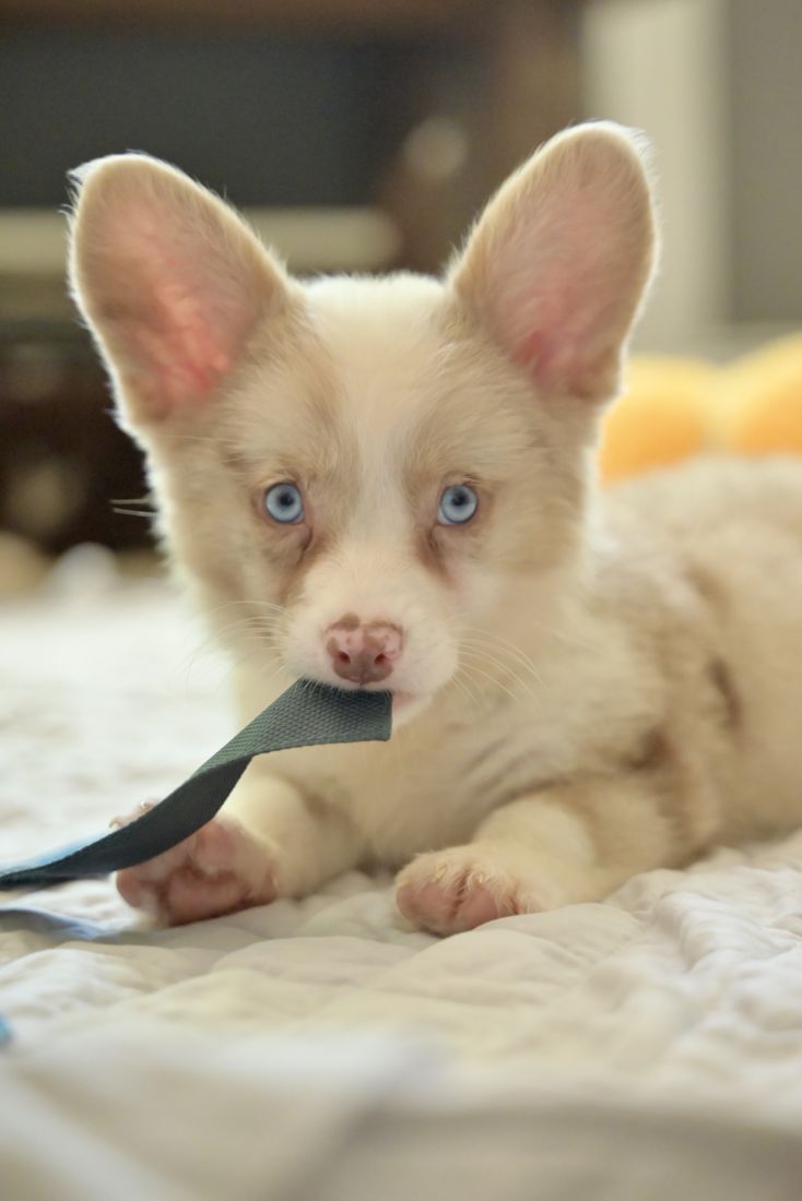 Cream American Corgi puppy with blue eyes lying on a bed