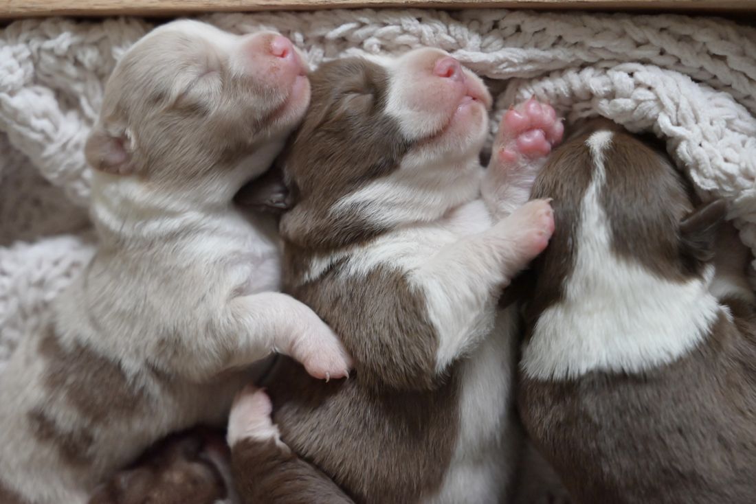 Newborn corgi puppies sleeping in a pile on a blanket