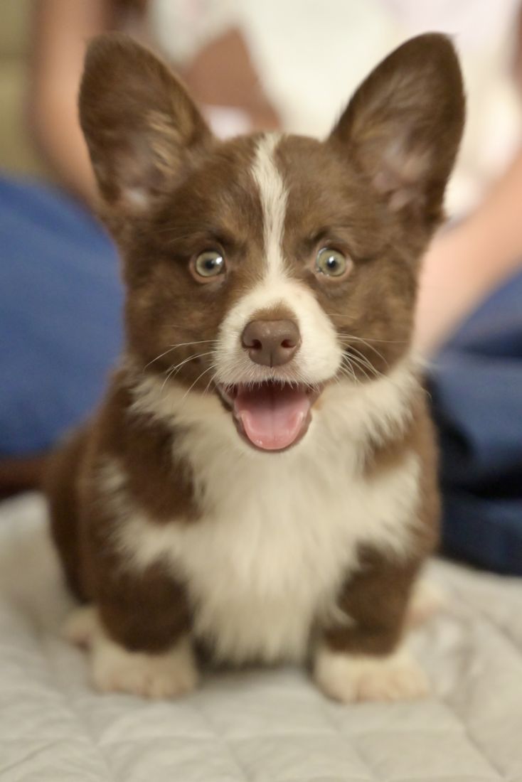 Chocolate and white corgi puppy smiling next to a child