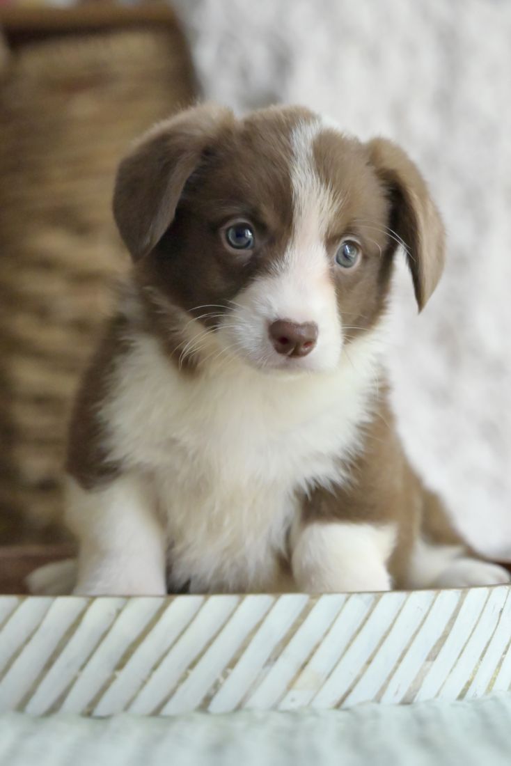 Chocolate corgi puppy looking up with round eyes