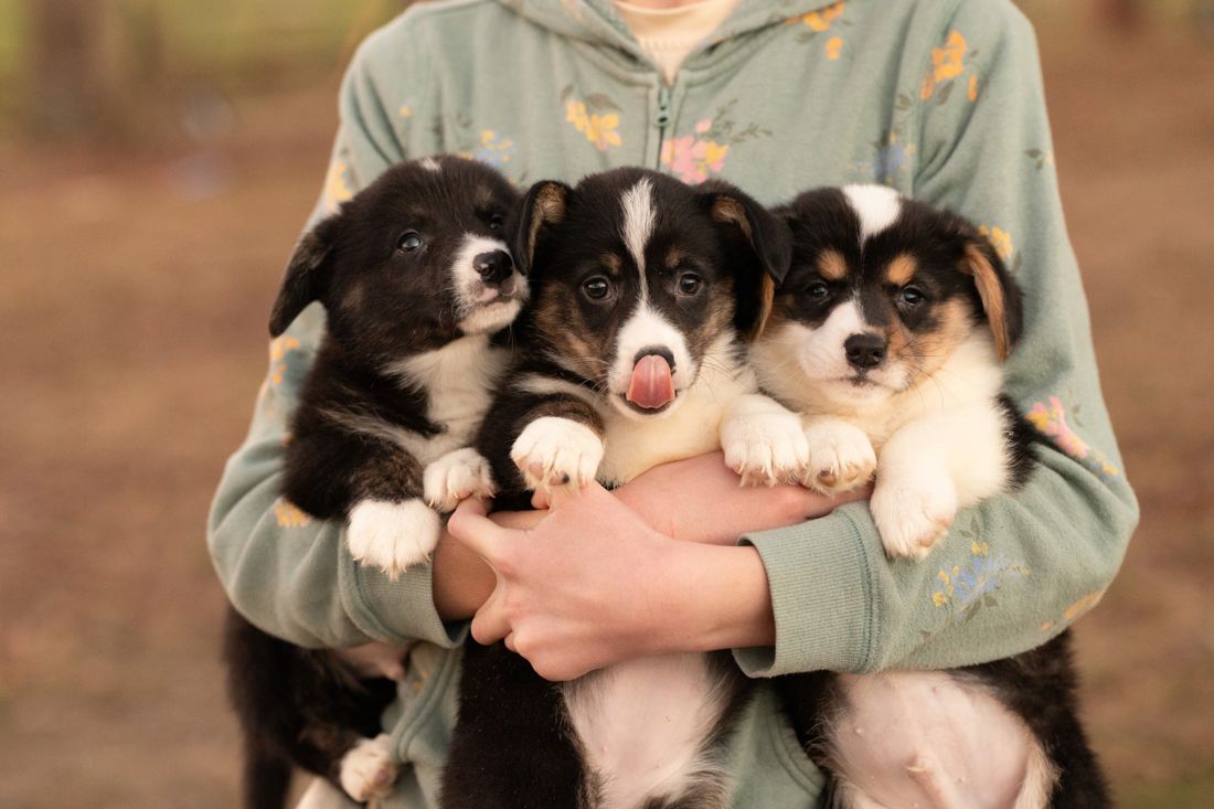 Child in a flowered jacket holding three corgi puppies