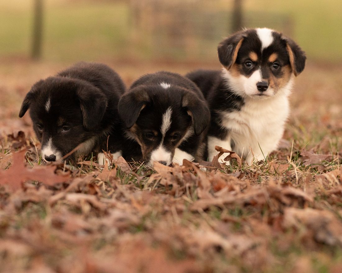 Three black headed tri corgi puppies exploring autumn leaves together