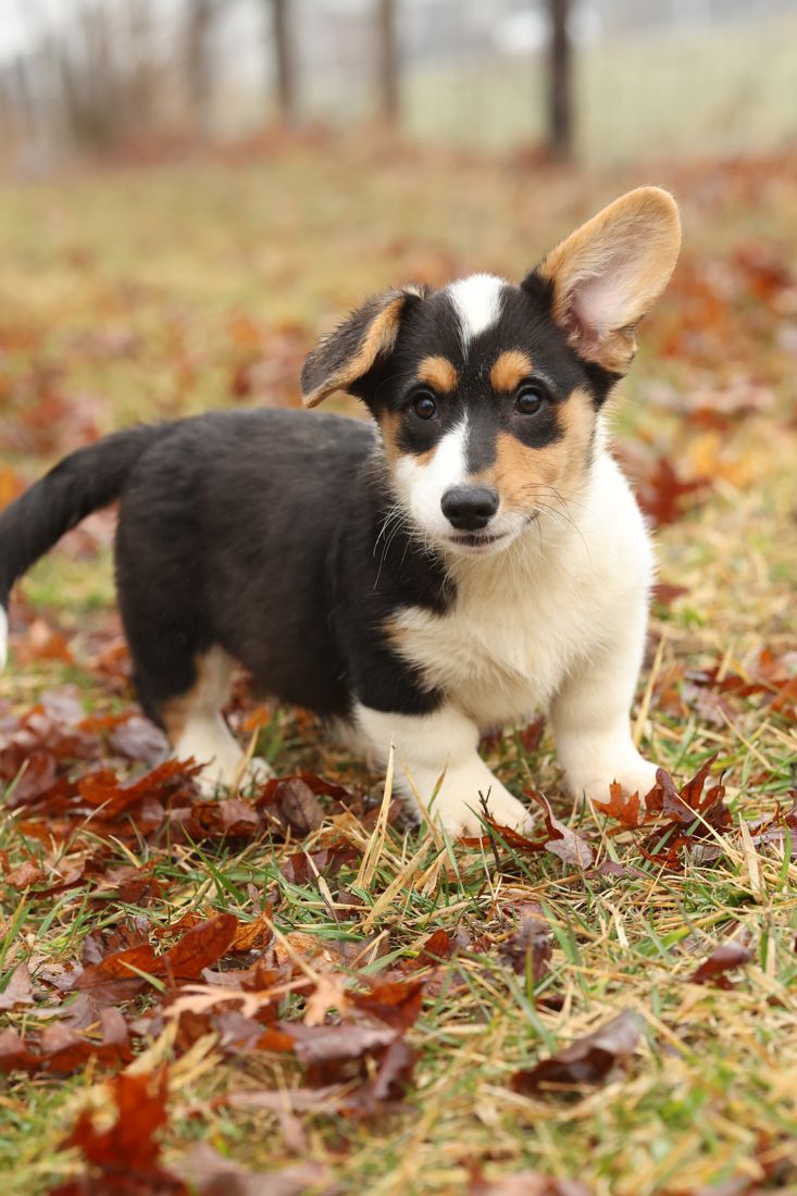 Tri color corgi puppy with one ear up standing in fall leaves