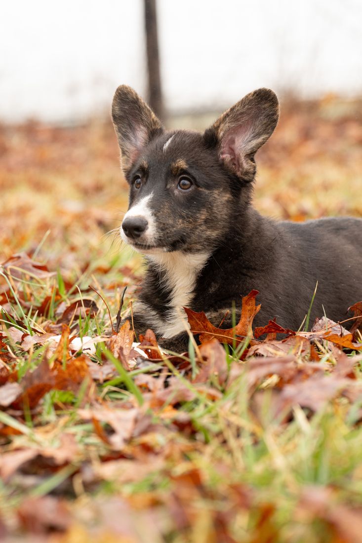 Chocolate Cardigan corgi puppy trotting through leafy grass