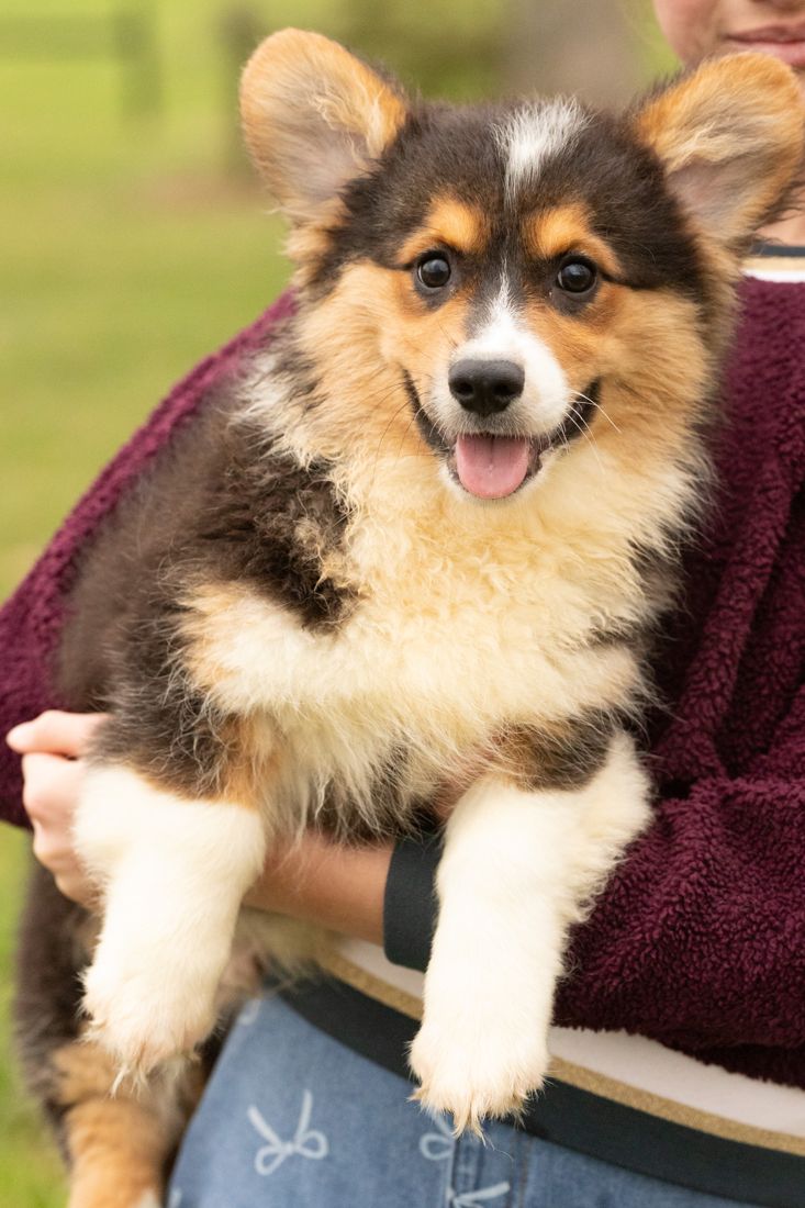 Fluffy tri color corgi puppy with tongue out held in someone's arms