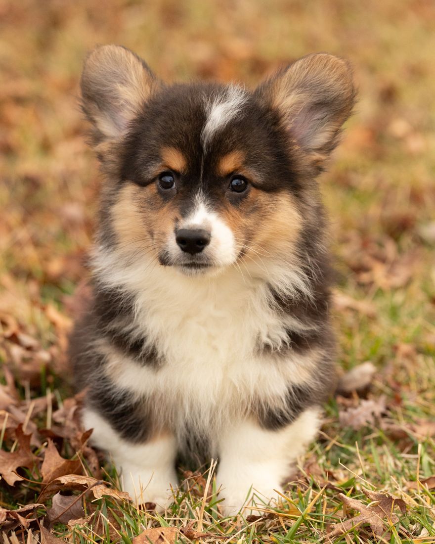 Fluffy tri color corgi puppy sitting in autumn grass