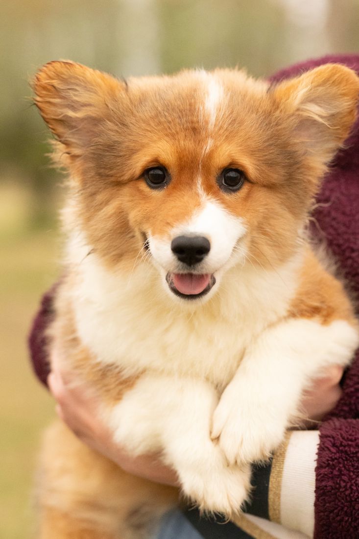 Fluffy red corgi puppy smiling over someone's shoulder