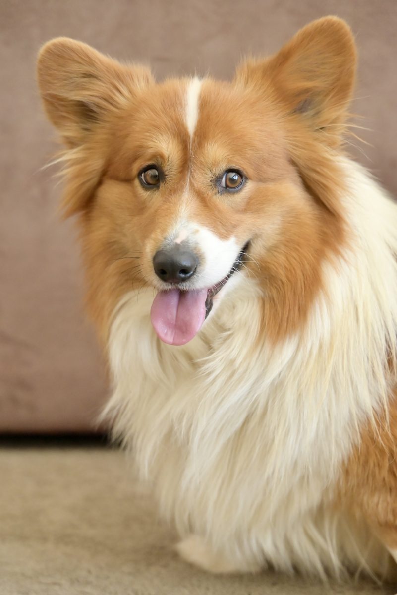 Grizzly, a fluffy sable Pembroke Welsh Corgi