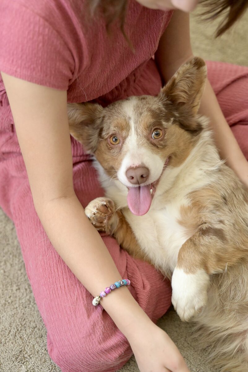 Meadow the brown merle American Corgi grinning with her tongue out in a child's lap