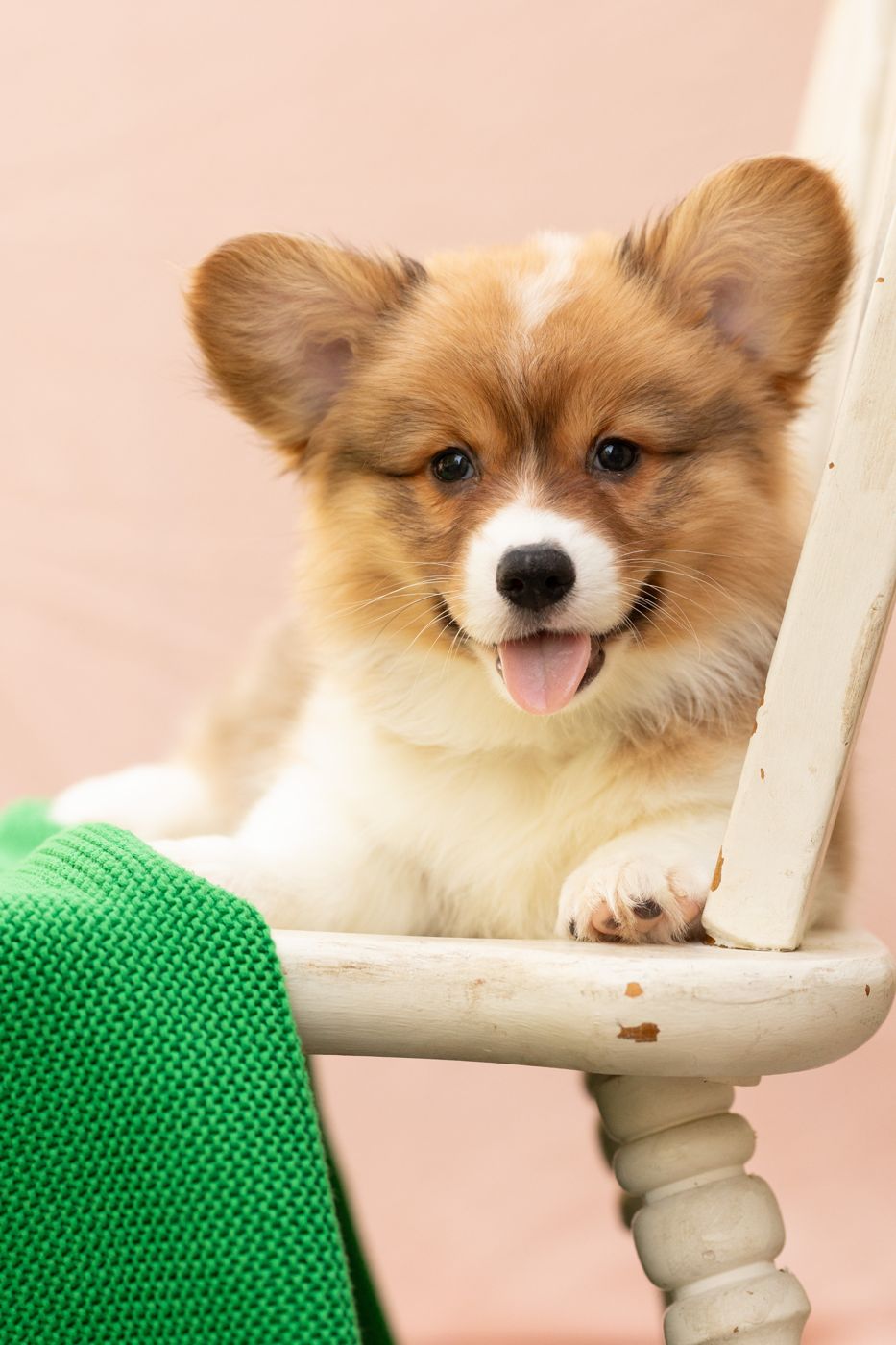 Felix, a fluffy sable AKC Pembroke Welsh Corgi puppy available at Counting By Corgis