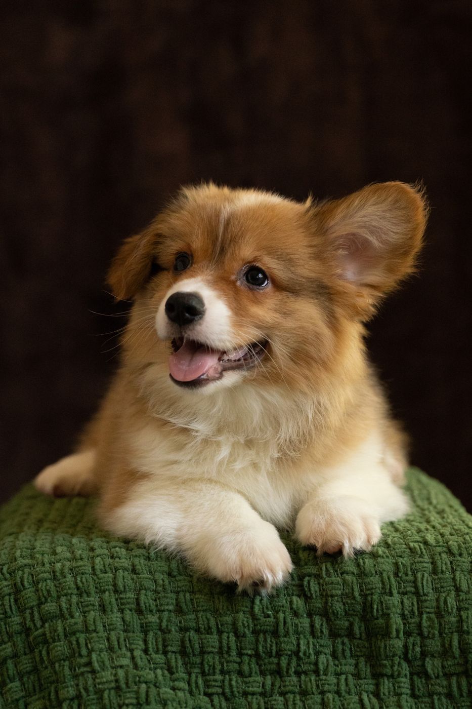 Sable fluffy AKC Pembroke Welsh Corgi male puppy, second of two