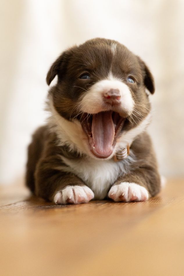 Fudge, chocolate American Corgi female puppy with light phantom markings, mid-yawn