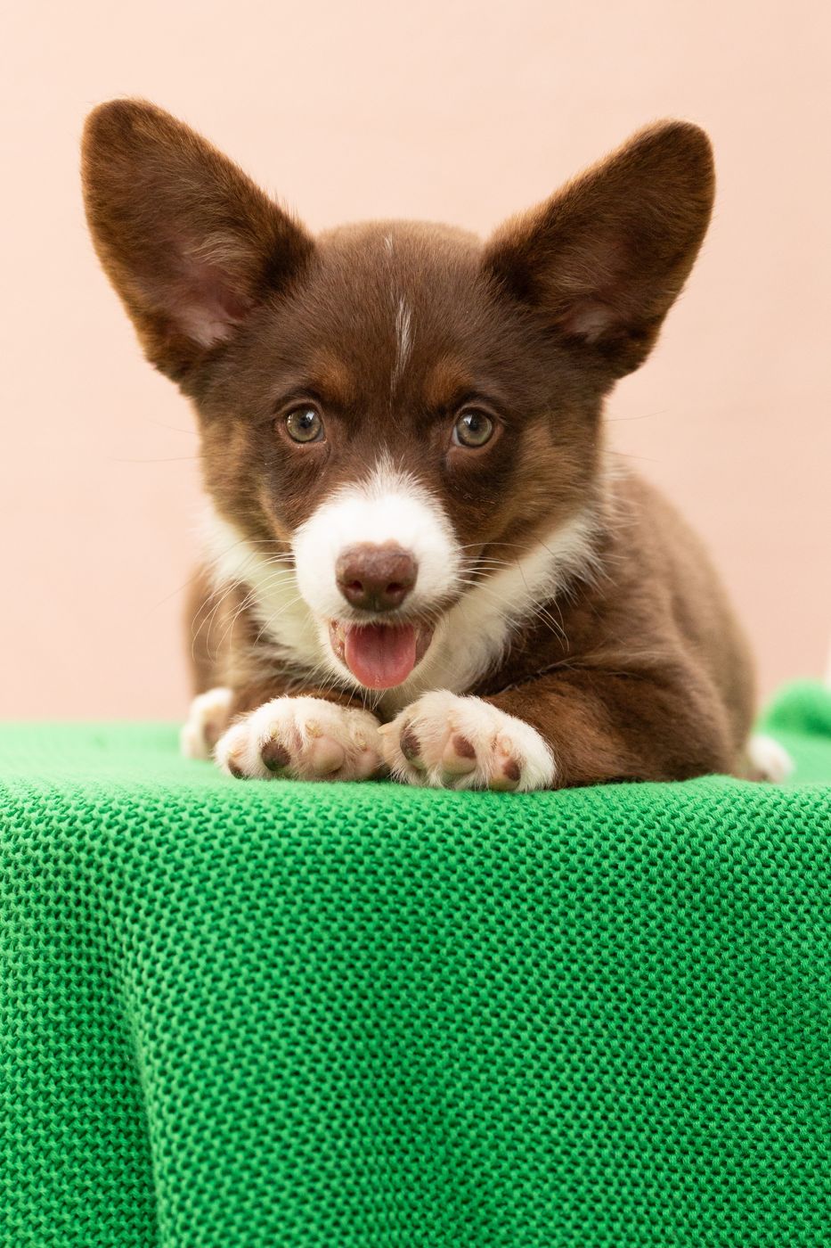 Fudge, chocolate American Corgi female puppy with light phantom markings, mid-yawn