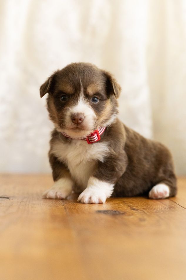 Hershey, chocolate phantom American Corgi male puppy