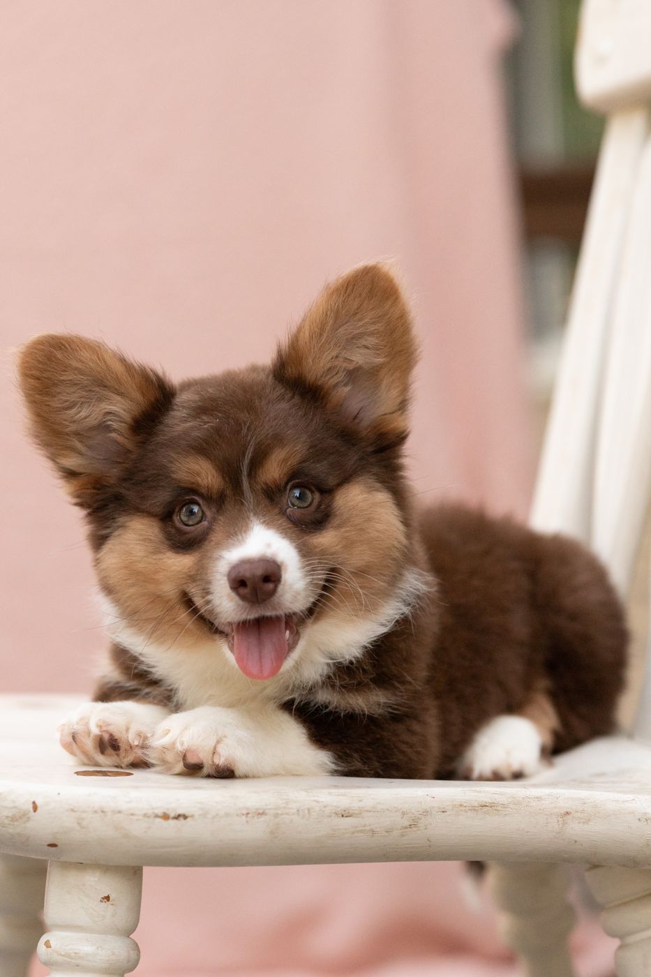 Hershey, chocolate phantom American Corgi male puppy