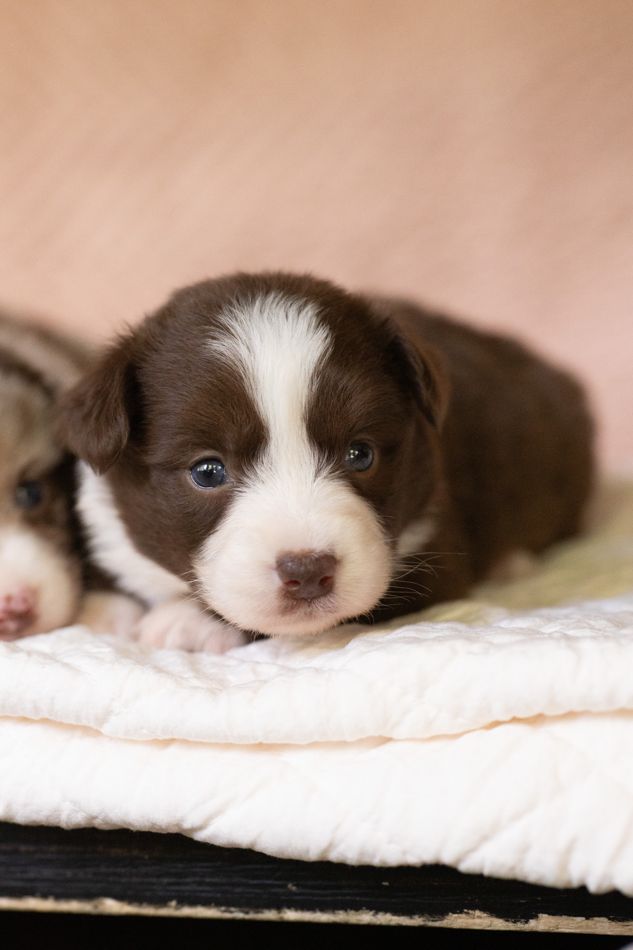 Java, chocolate American Corgi female puppy with a white stripe on her face