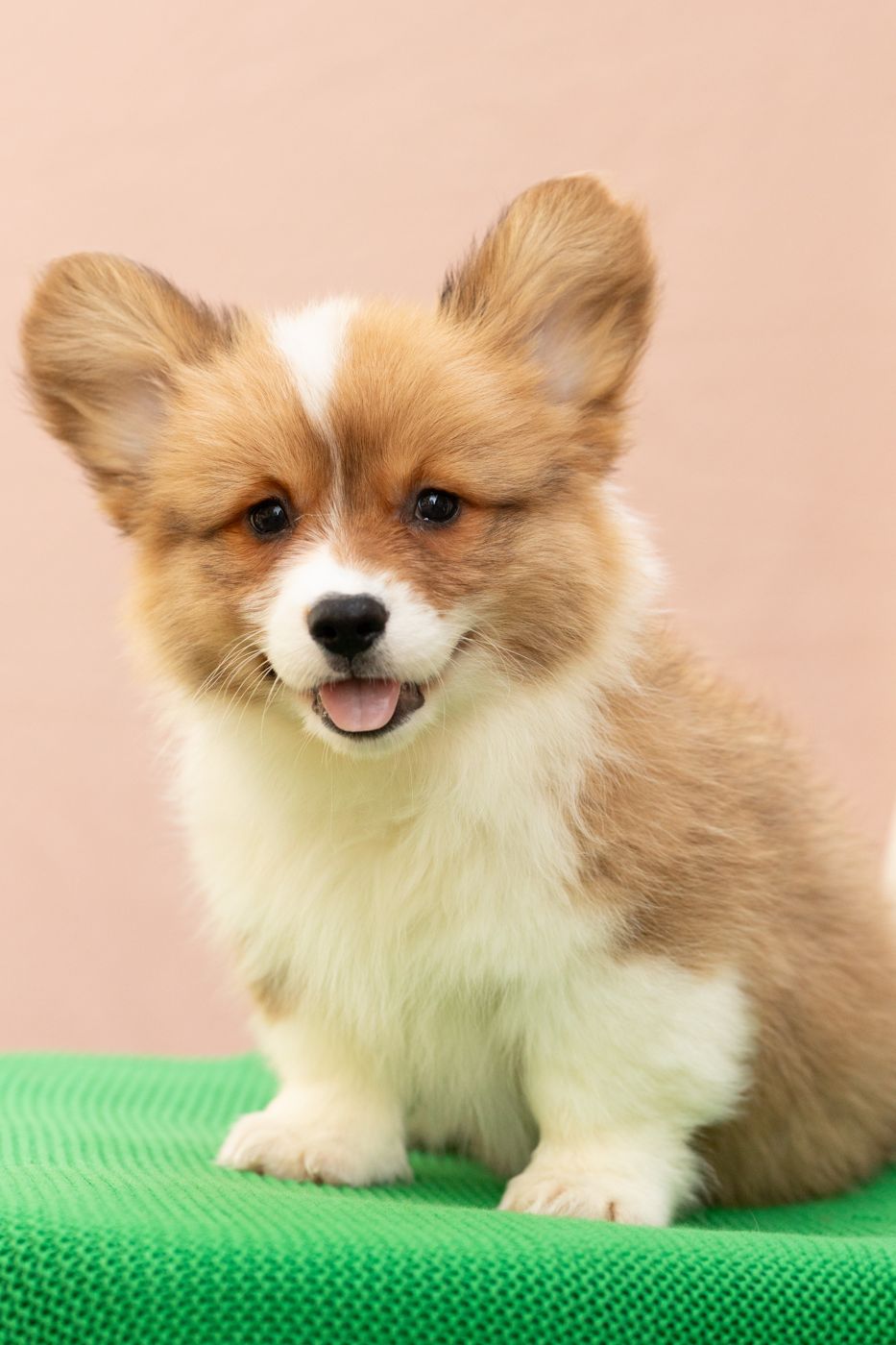 Sable fluffy AKC Pembroke Welsh Corgi male puppy, first of two