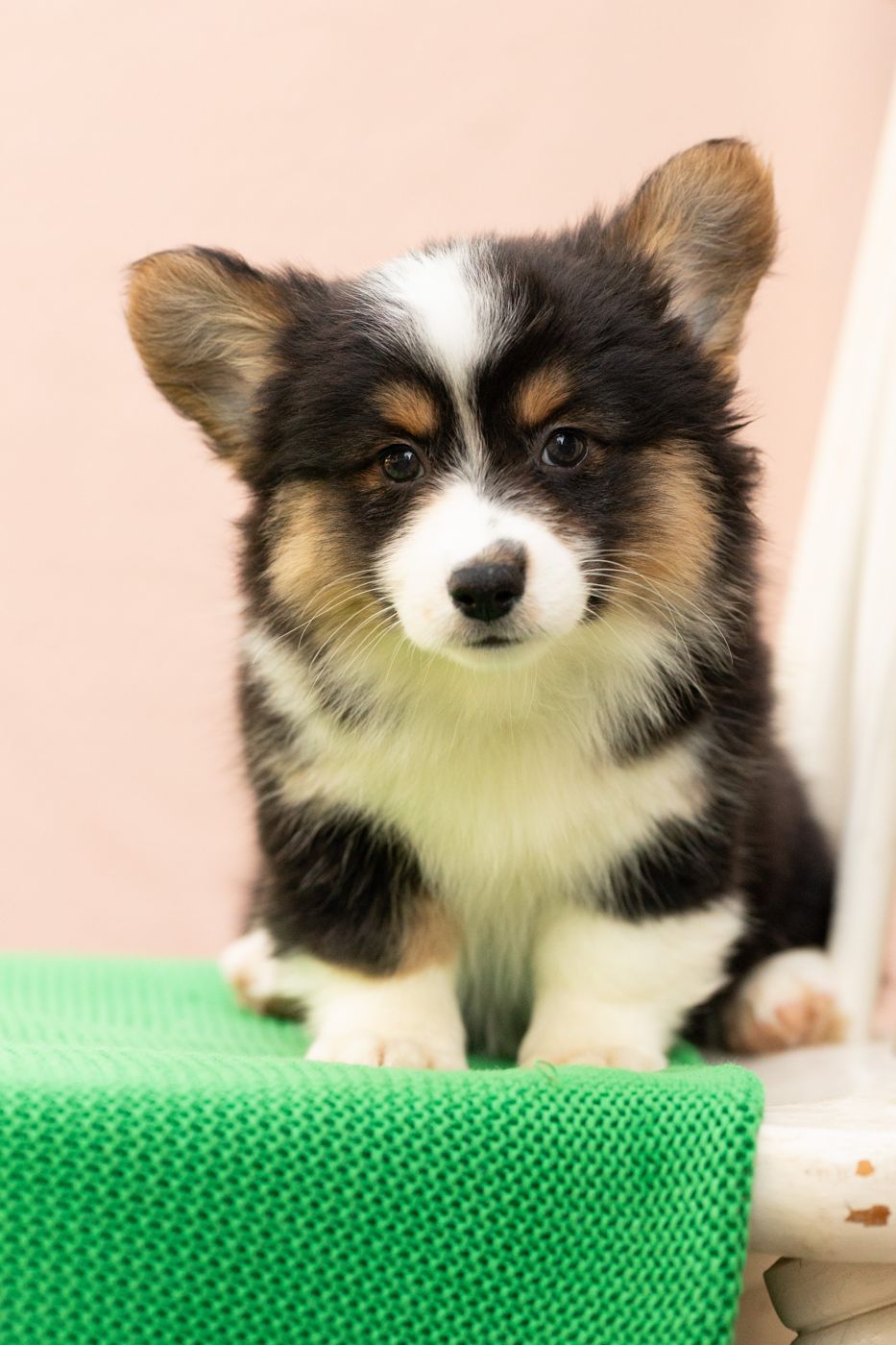 Tri color fluffy AKC Pembroke Welsh Corgi female puppy, second of two