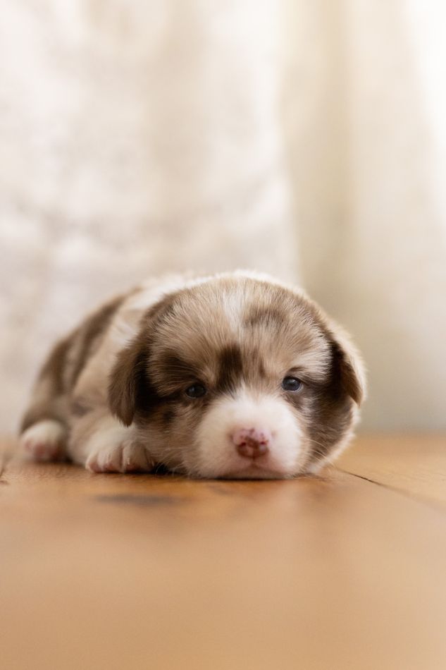 Praline, chocolate merle American Corgi female puppy