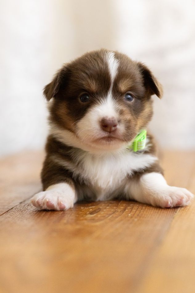 Rolo, chocolate phantom American Corgi male puppy sitting up