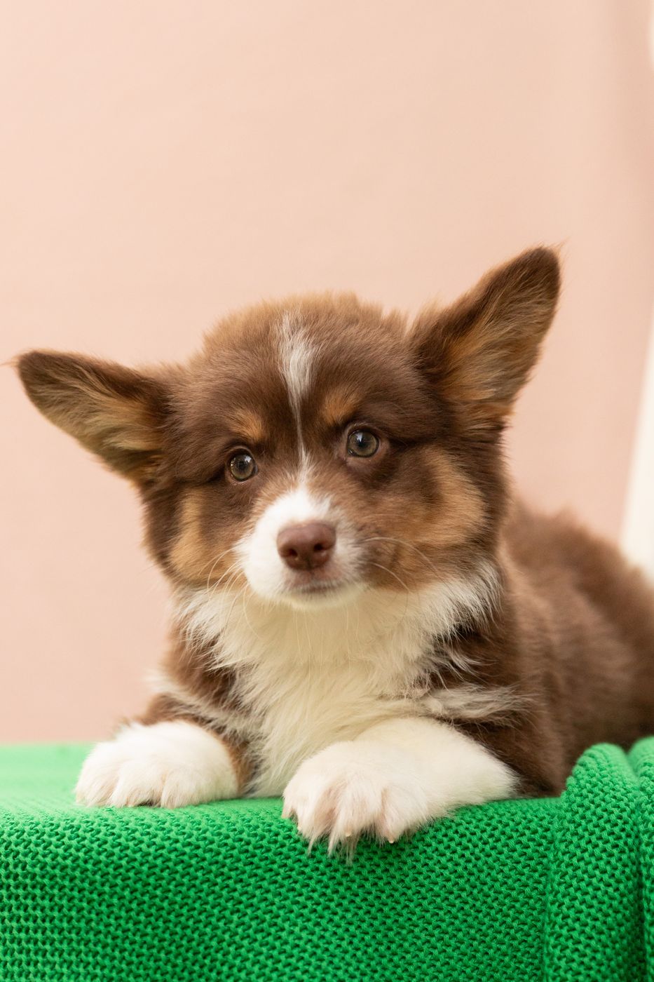 Rolo, chocolate phantom American Corgi male puppy sitting up