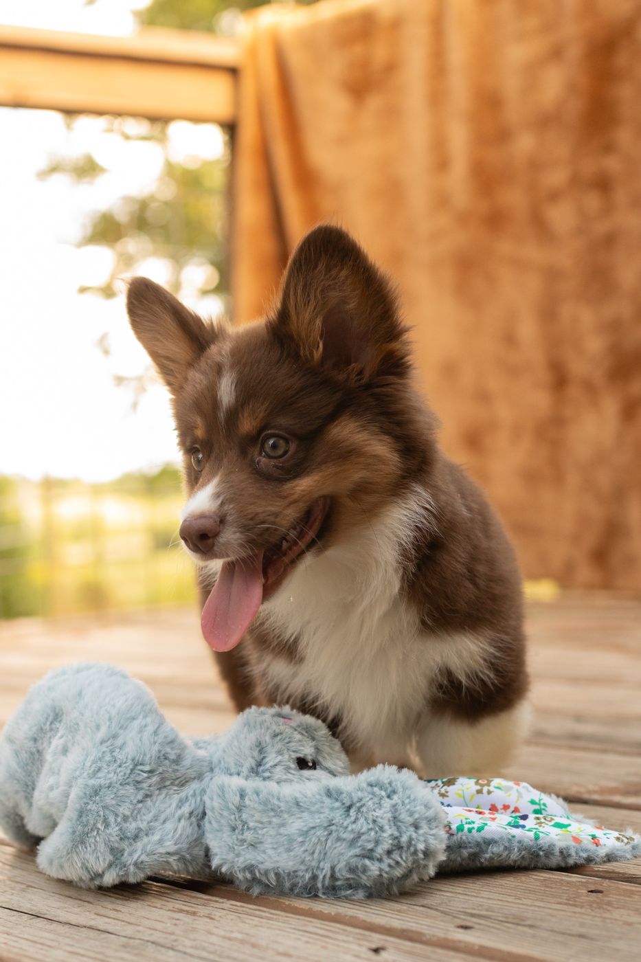 Rolo, chocolate phantom American Corgi male puppy sitting up