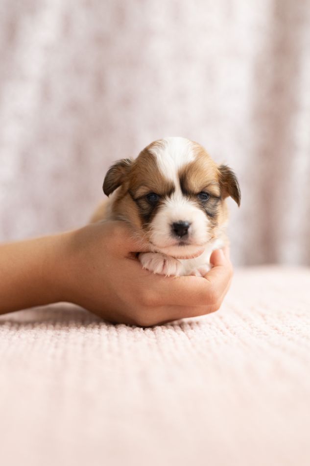 Sable fluffy AKC Pembroke Welsh Corgi female puppy