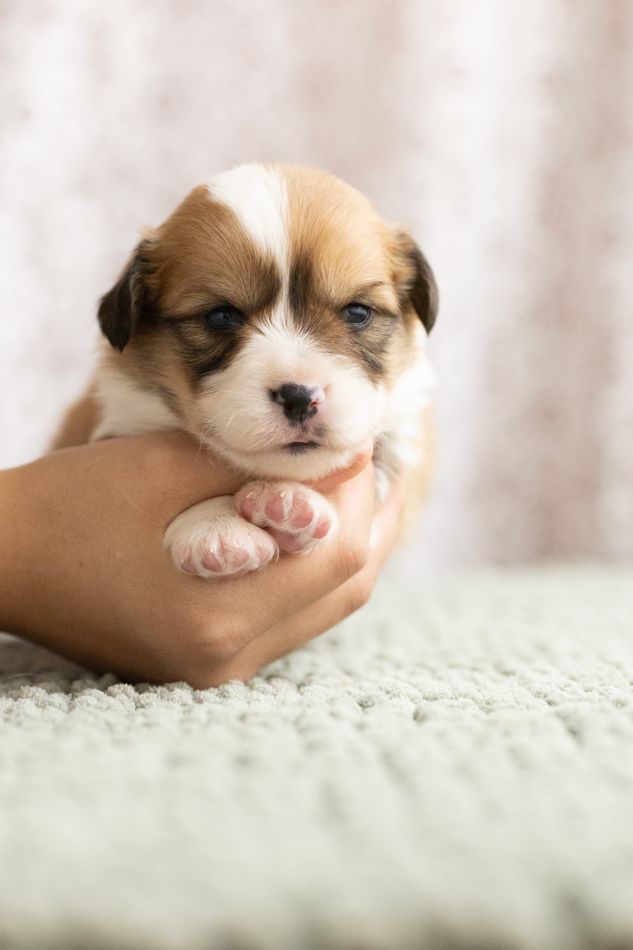 Sable fluffy AKC Pembroke Welsh Corgi male puppy, first of two