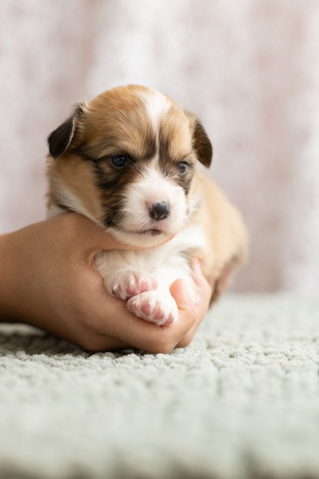 Sable fluffy AKC Pembroke Welsh Corgi male puppy, second of two