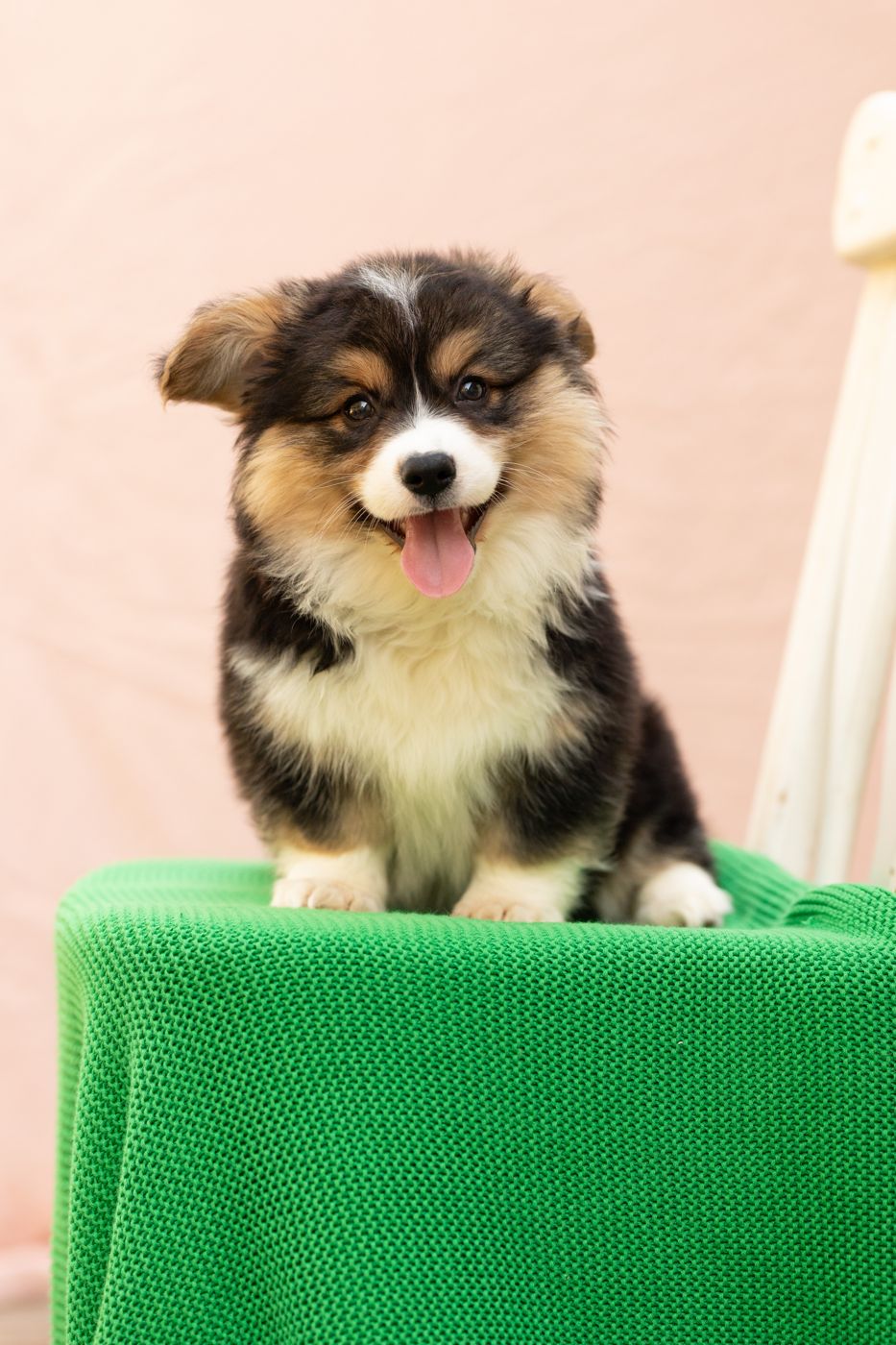 Tri color fluffy AKC Pembroke Welsh Corgi male puppy